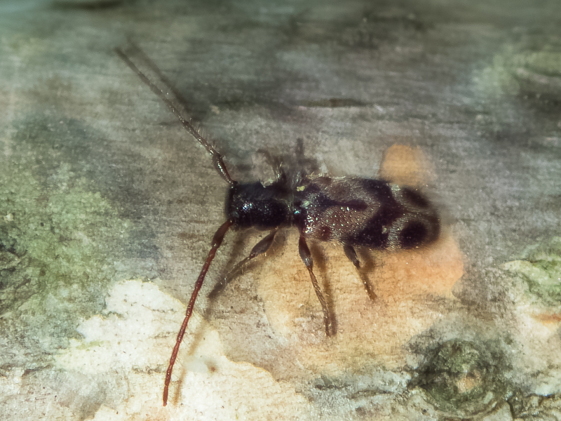 ニイジマチビカミキリ / Egesina (Niijimaia) bifasciana bifasciana Matsushita, 1933