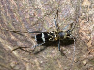 ホソトラカミキリ / Rhaphuma xenisca (Bates, 1884)