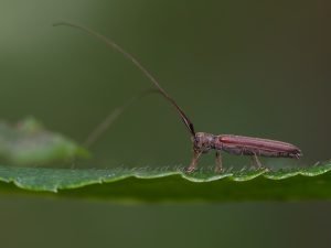 ミヤマドウボソカミキリ / Pseudocalamobius montanus Hayashi, 1959