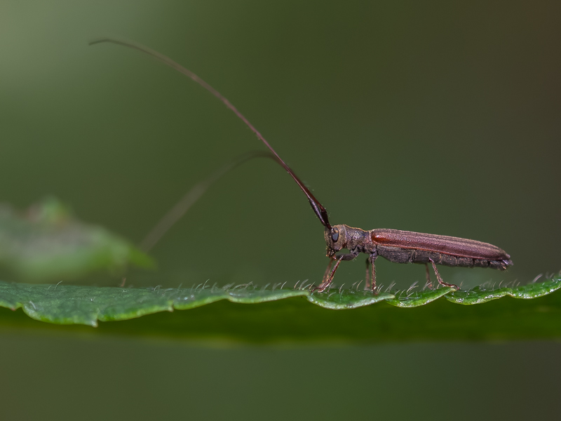 ミヤマドウボソカミキリ / Pseudocalamobius montanus Hayashi, 1959
