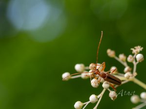 カクムネヒメハナカミキリ / Pidonia (pidonia) orientalis Matsushita,1933　