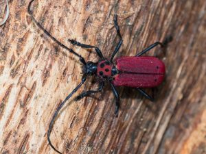 ベニカミキリ / Purpuricenus temminckii (Guérin-Méneville, 1844)