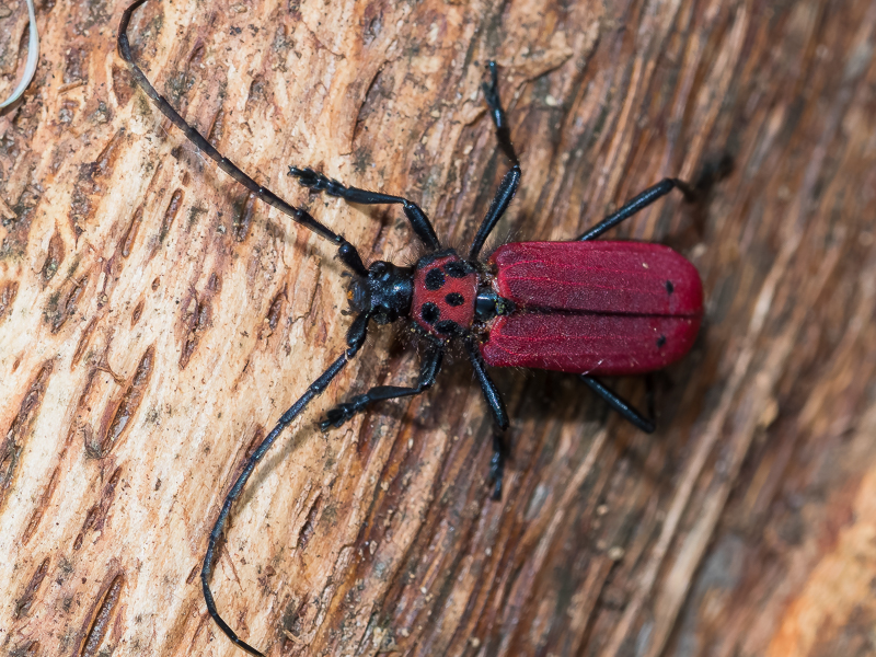 ベニカミキリ / Purpuricenus temminckii (Guérin-Méneville, 1844)