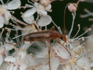 マツシタヒメハナカミキリ / Pidonia matsushitai K. Ohbayashi, 1958