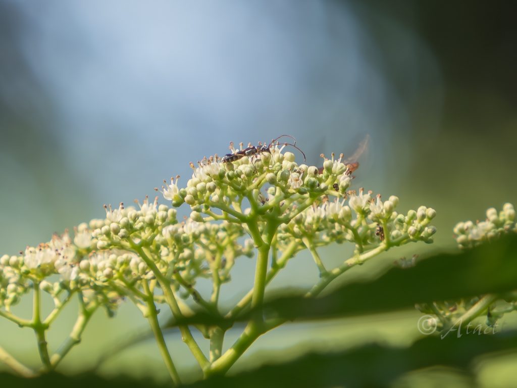 タキグチモモブトホソカミキリ / Cleomenes takiguchii K. Ohbayashi, 1936