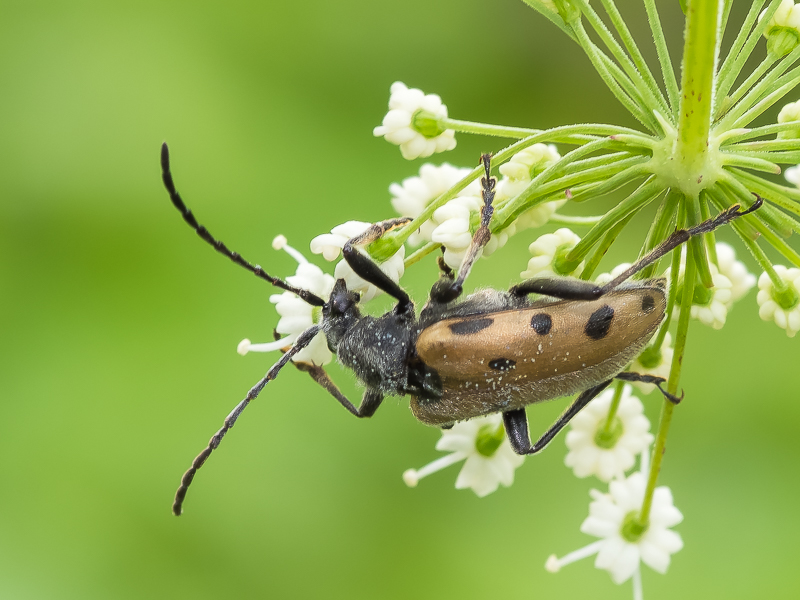トホシハナカミキリ本州亜種 / Brachyta danilevskyi hanabusa Hirayama, nom. nov.