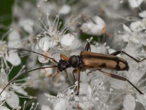 ホソガタヒメハナカミキリ / Pidonia (Pidonia) semiobscura Pic, 1901
