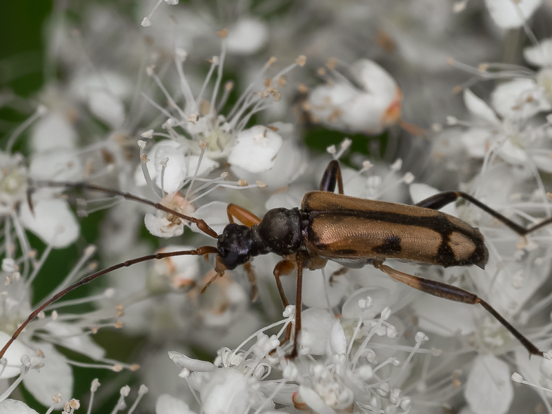 ホソガタヒメハナカミキリ / Pidonia (Pidonia) semiobscura Pic, 1901
