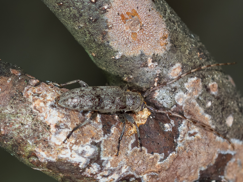 ヒトオビチビカミキリ / Sybra unifasciata Fujimura, 1956