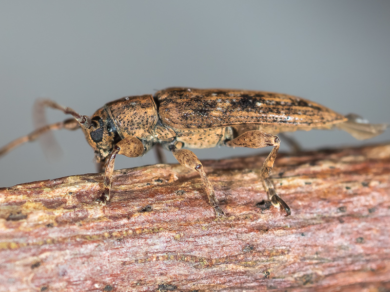 ヤエヤマアヤモンチビカミキリ / Sybra (Sybra) flavostriata flavostriata Hayashi, 1968