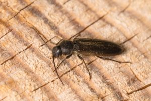 ヒメマルクビヒラタカミキリ / Asemum punctulatum Blessig, 1872