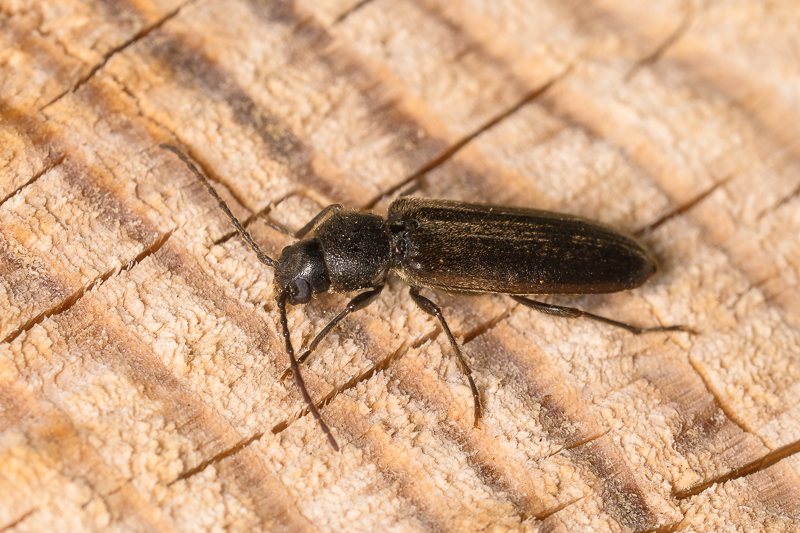 ヒメマルクビヒラタカミキリ / Asemum punctulatum Blessig, 1872