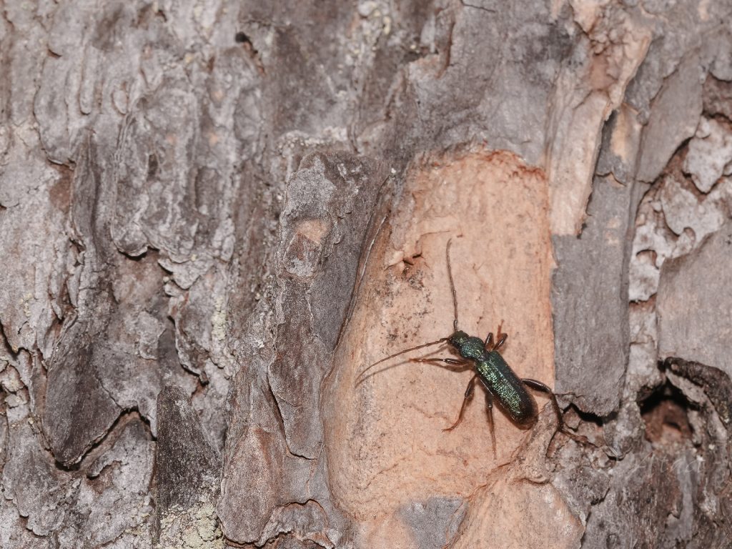 ミドリヒメスギカミキリ / Callidium kuratai (Yokohama, 1972)