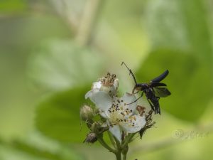 カタキハナカミキリ / Pedostrangalia femoralis (Motschulsky, 1861)