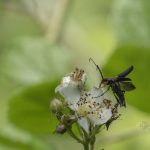 カタキハナカミキリ / Pedostrangalia femoralis (Motschulsky, 1861)