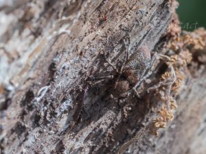 ワモンサビカミキリ / Pterolophia annulata (Chevrolat, 1845)