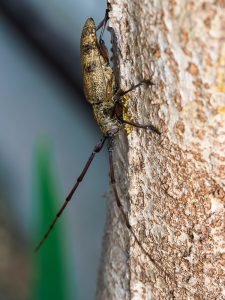 センノカミキリ基亜種 / Acalolepta luxuriosa luxuriosa (Bates, 1873)