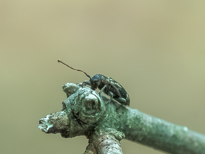 クリチビカミキリ / Sybra kuri Ohbayashi & Hayashi, 1962
