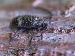シラオビゴマフケシカミキリ / Exocentrus guttulatus guttulatus Bates, 1873