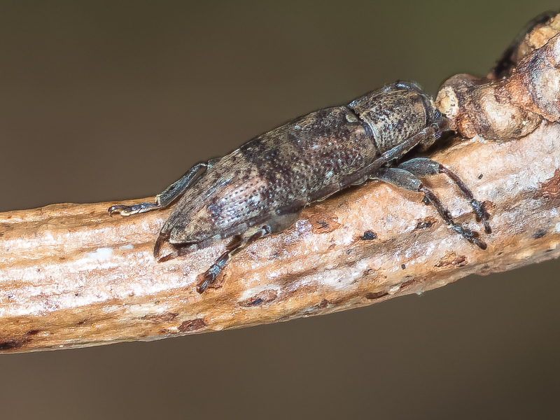 サキシマアトモンチビカミキリ / Sybra mimogeminata Breuning & K. Ohbayashi, 1964