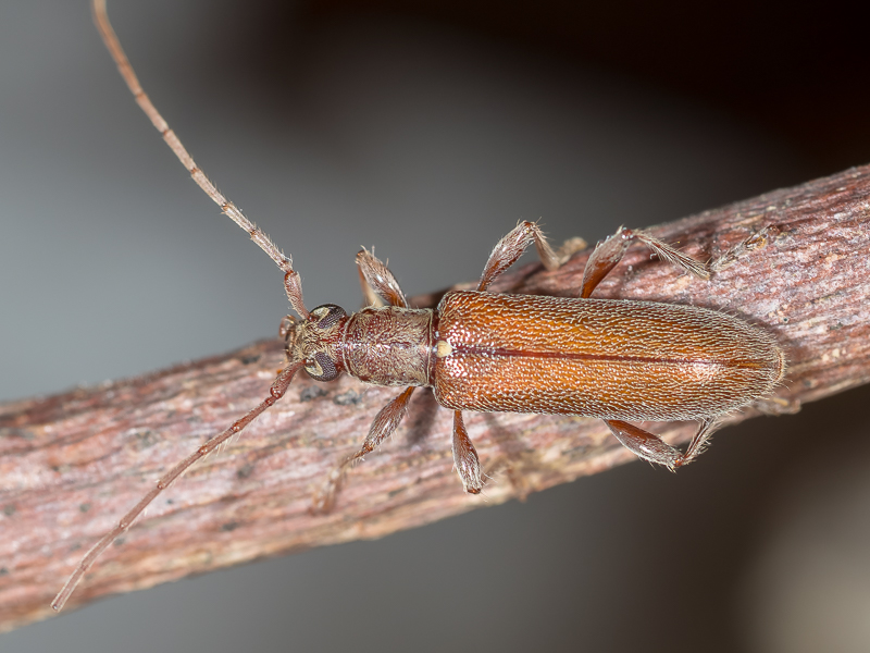 リュウキュウヒメカミキリ先島諸島亜種 / Ceresium fuscum shirakii Hayashi, 1963