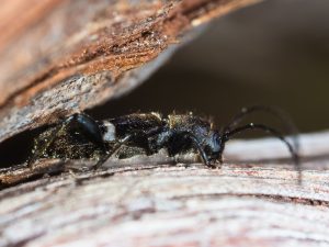 シロオビチビヒラタカミキリ / Poecilium albicinctum Bates, 1873