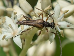 タテジマホソハナカミキリ / Parastrangalis tenuicornis (Motschulsky, 1862)