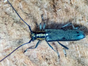 セミスジニセリンゴカミキリ / Eumecocera trivittata (Breuning, 1947)