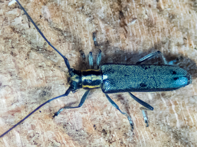 セミスジニセリンゴカミキリ / Eumecocera trivittata (Breuning, 1947)
