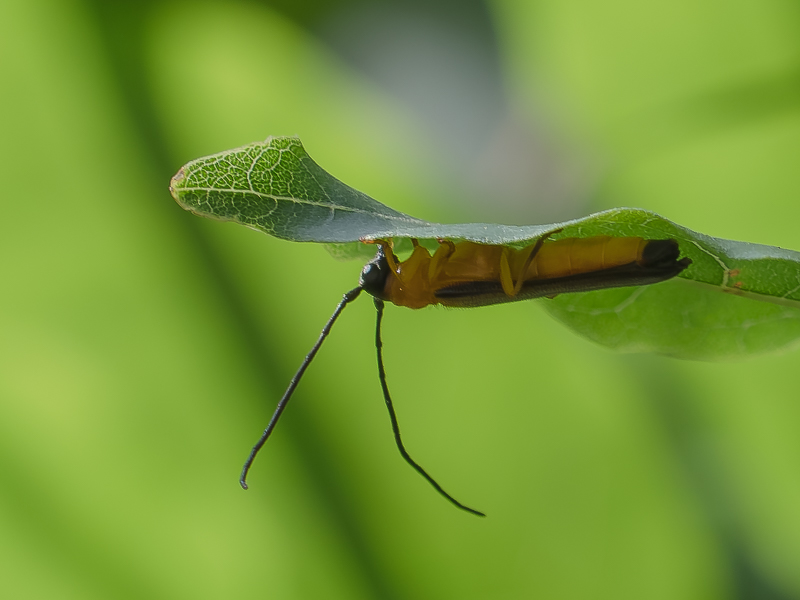 シラハタリンゴカミキリ / Oberea shirahatai K. Ohbayashi, 1956