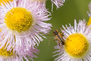 キタセスジヒメハナカミキリ