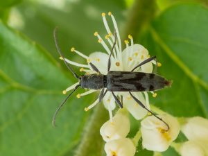 トウキョウトラカミキリ / Chlorophorus yedoensis (Kanô, 1933)