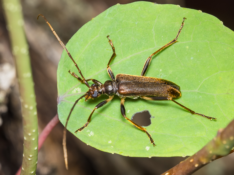 チャイロヒメコブハナカミキリ基亜種 / Pseudosieversia japonica japonica (K. Ohbayashi, 1937)