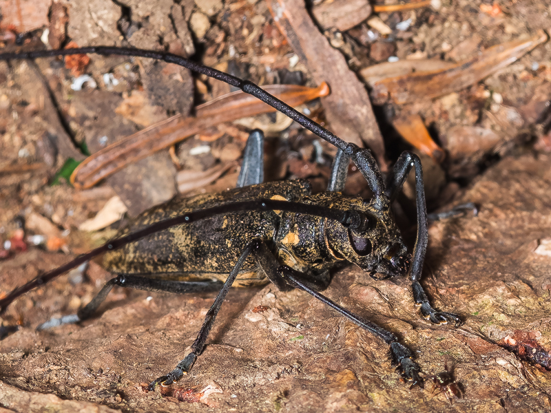 ヒゲナガカミキリ / Monochamus grandis Waterhouse, 1881 