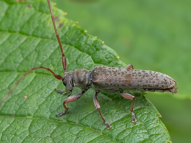 ホウノキトゲバカミキリ / Rondibilis sapporensis (Matsushita, 1933)