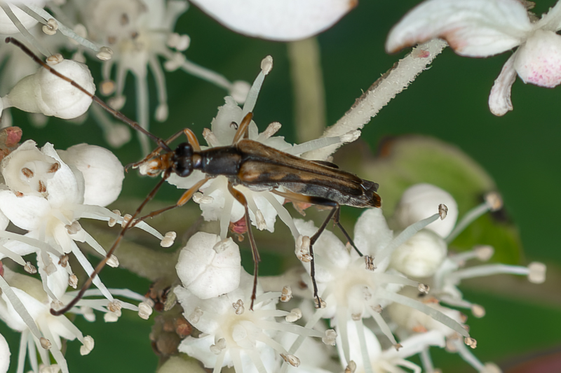ホソハナカミキリ / Leptostrangalia hosohana (Ohbayashi, 1952)