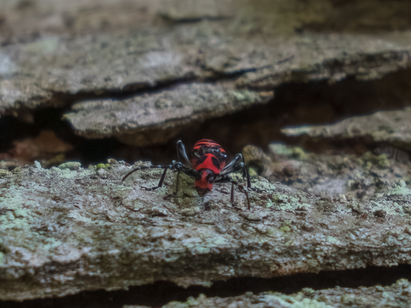 アカジマトラカミキリ