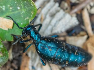 ヒメツチハンミョウ　Meloe coarctatus
