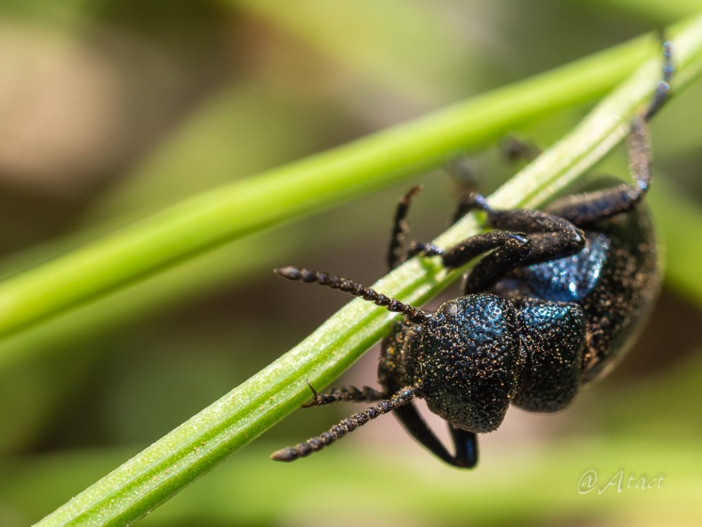 マルクビツチハンミョウ / Meloe brevicollis corvinus ｜ Landscape 