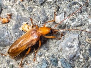 オキナワキゲンセイ Zonitis okinawensis MIWA