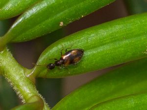 アカホソアリモドキ / Clavicollis fugiens (Marseul, 1876)