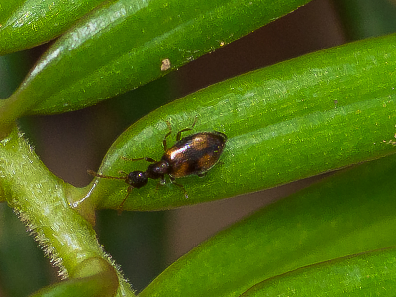 アカホソアリモドキ / Clavicollis fugiens (Marseul, 1876)