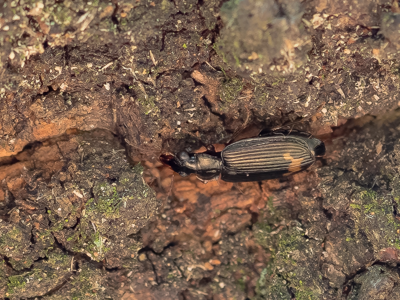 ハギキノコゴミムシ / Coptodera (Coptoderina) subapicalis Putzeys, 1977