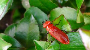 ヒラズゲンセイ（トサヒラズゲンセイ）Cissites cephalotes OLIVIER