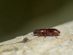 ヒメホソエンマムシ / Niponius osorioceps Lewis, 1885