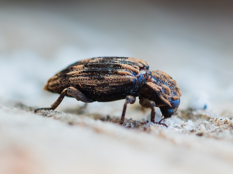 サビマダラオオホソカタムシ / Dastarcus longulus Sharp, 1885