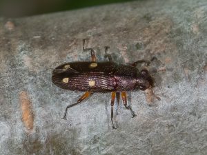 ミドリオオキスイ / Neohelota cereopuncutata (Lewis, 1881)