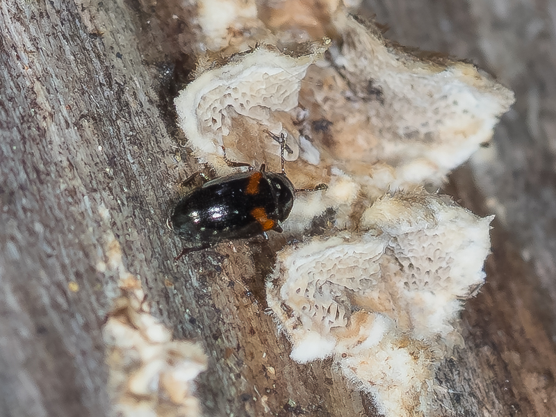 ズグロホソオオキノコ / Dacne zonalia zonalia Lewis, 1887