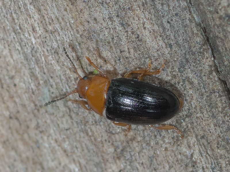 ホソチビオオキノコ / Triplax japonica Crotch, 1873