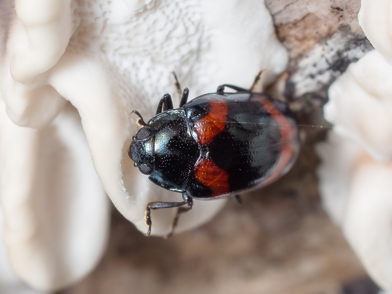 カタモンオオキノコ / Aulacochilus japonicus Crotch, 1873